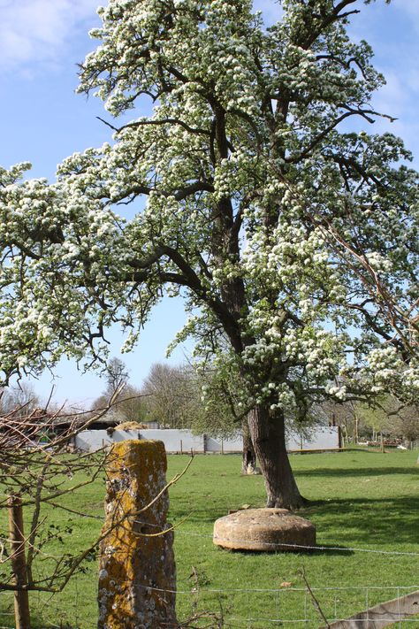 A beautiful old Perry Pear Tree in blossom Pear Tree Blossom, Pear Blossom, Pear Trees, Pear Tree, Green Fruit, Gardening Advice, School Project, Blossom Trees, Fruit Trees