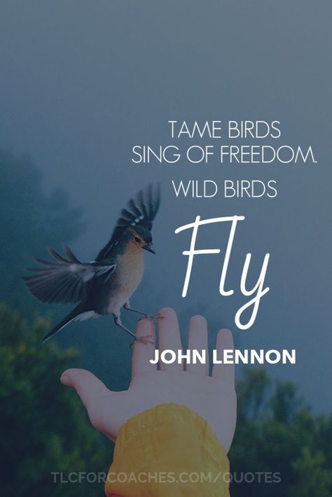 People Change Quotes, John Lennon Quotes, Fly Quotes, Singing Quotes, Bird Quotes, Freedom Quotes, Servant Leadership, Freedom Life, Movies Quotes