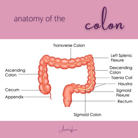 Intestines Anatomy, Sigmoid Colon, Throbbing Headache, Lip Care Routine, Large Intestine, Lose 30 Pounds, Migraine Headaches, Types Of Cancers, Medical Knowledge