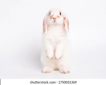 Front view of white cute baby holland lop rabbit standing isolated on white background. Lovely action of young rabbit. Bunny Front View, Holland Lop Rabbit, Rabbit Standing, Lop Rabbit, Young Rabbit, Holland Lop, Cute Images, Front View, Royalty Free Images