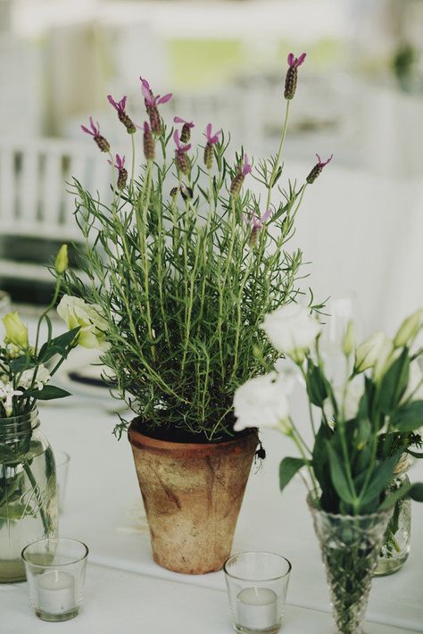 Lavender Potted Plant, Confetti Ideas, Herb Wedding, Plant Centerpieces, Potted Lavender, Small Weddings, Plant Table, Wedding Table Plan, Reception Flowers