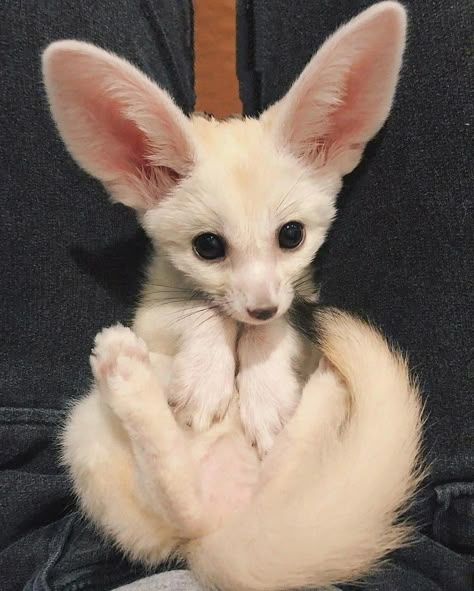 Fennec Fox Cute, Fennec Fox Pet, Sphynx Kittens For Sale, Fox Photos, Fox Birthday, Cane Corso Puppies, Fox Drawing, Online Pet Store, Emotional Support Animal