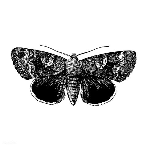 Illustration of Epione Underwing | free image by rawpixel.com Black And White Butterfly Drawing, White Butterfly Drawing, Black And White Moth, Aa Tattoos, Drawing Butterfly, White Moth, Moth Drawing, Barber Tattoo, Moth Illustration