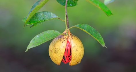 Nutmeg Plant, Black Pepper Plant, Myristica Fragrans, Birth Art, Creative Wall Painting, Farmers Almanac, Fruits Images, Plant Images, Fashion Themes