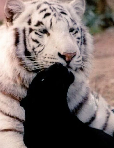 White tiger and black panther <3 White Tiger And Black Panther, White Tiger Aesthetic, Tiger And Panther, White Panther, Panther Pictures, Black Jaguar White Tiger, Panther Tattoo, Tiger Love, Black Jaguar