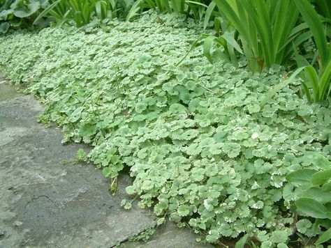 Glechoma hederacea ' Variegata Choysia Ternata, Glechoma Hederacea, Lithodora Diffusa, Actaea Simplex 'brunette', Beaumontia Grandiflora, Shade Garden, Garden Planning, Herbs, How To Plan