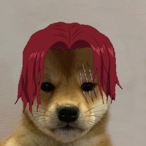 Anime one piece shanks doge pfp Doge Pfp, Dog Picture Ideas, Pfp Dog, Dog Pfp, Red Pfp, Red Aesthetic Grunge, رورونوا زورو, Cat Profile, One Piece Cartoon