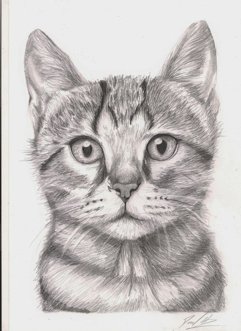 Scaredy Cat, Pencil, A4 Cat Pencil Drawings, Cats Drawing Sketches, Cat Drawing Color, Animal Drawings Cat, Drawings Of Cats Sketch, Quick Pencil Sketches, Cat Portraits Drawing, Drawing A Cat, Sketch Cat