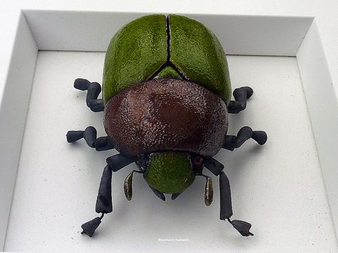 INSECT BEETLE CERAMICS | Flickr - Photo Sharing! Clay Monsters, Ceramic Art Sculpture, Bug Art, Sculptures Céramiques, Insect Art, Clay Animals, Ceramic Animals, Contemporary Crafts, Pottery Sculpture