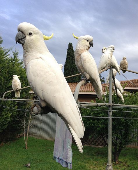 Morning Visitors!....The old Hills Hoist makes the perfect perch for these Cockatoos! Hills Hoist, Aussie Animals, Cockatoo Bird, Australian Icons, Aussie Christmas, Australia Animals, Australian Wildlife, Australian Birds, Rain Clouds