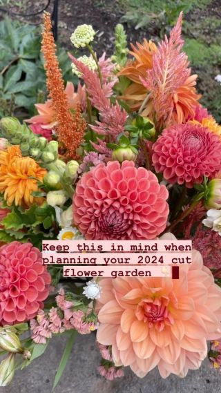 Dalia Garden Ideas, Cut Garden Bouquet, Shade Cut Flower Garden, Celosia Flower Arrangement, Cut Flower Garden Bouquet, Dahlia Garden Layout, Celosia Bouquet, Cut Flower Garden Layout, Lakehouse Landscaping