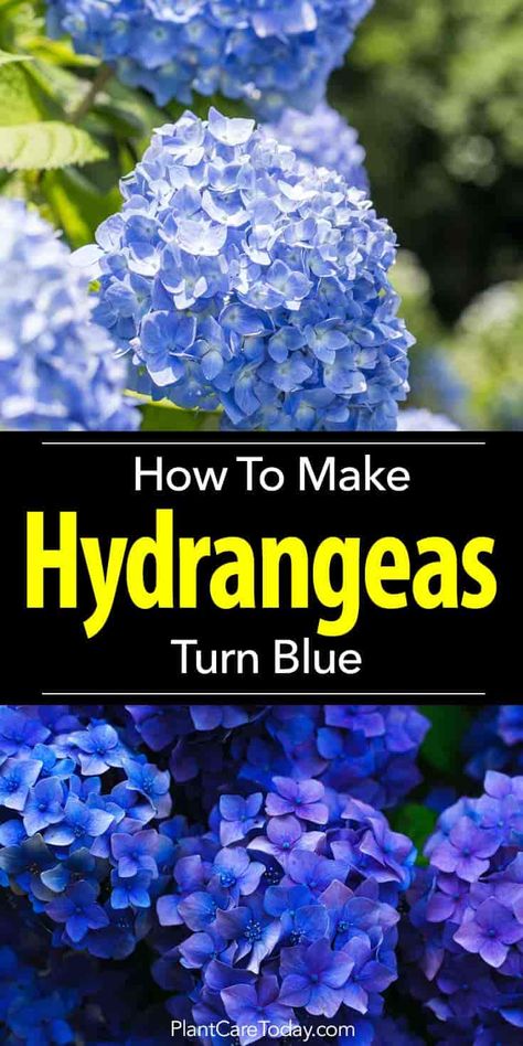 tips for turning hydrangea blue How To Turn Hydrangeas Blue, Turning Hydrangeas Blue, Blue Hydrangea Bush, Hydrangea Plant Care, Pruning Hydrangeas, Hydrangea Landscaping, Hydrangea Blue, Hydrangea Care, Hydrangea Colors