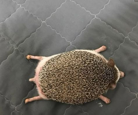 Funny Hedgehog, Hedgehog Pet, A Hedgehog, Cute Rats, Cute Hedgehog, Silly Animals, Cute Animal Photos, Funny Cute Cats, Cute Animal Drawings