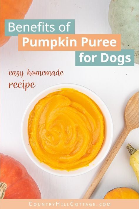 Homemade pumpkin puree is beneficial for dogs. The fiber, vitamins, and minerals in pumpkin help to keep your dog healthy. Feeding your dog pureed pumpkin can also ease a couple your pup’s digestive issues. To help dogs suffering from diarrhea, constipation or an upset stomach, mix 1 to 2 tablespoon pumpkin puree into your dog’s food. Pumpkin puree can also help to regulate the weight of dogs struggling with obesity. #dogfood #dogs #doghealth #petcare #petfood #pumpkin | countryhillcottage.com Making Pumpkin Puree, Make Pumpkin Puree, Pureed Pumpkin, Pumpkin Puree Recipes, Frozen Pumpkin, Dog Pumpkin, Healthy Dog Treats Homemade, Homemade Pumpkin Puree, Digestive Issues