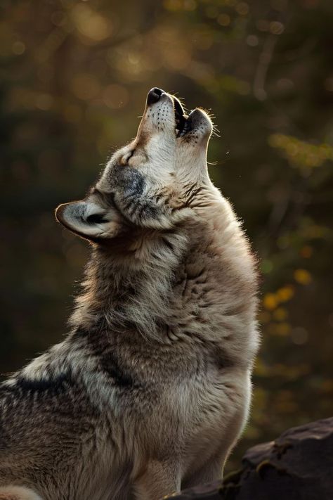 Wolf Character Design Male, Wolf Face Photography, Wolf Looking Up, Wolf Laying Down, Wolf Reference Photo, Wolf Side Profile, Northwestern Wolf, Wolf Character Design, Wolf In Forest