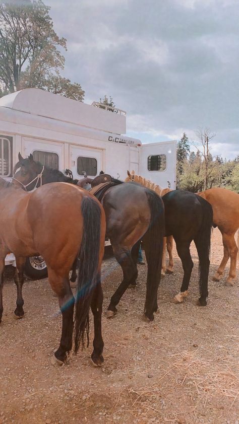 Rodeo Life Aesthetic, Barrel Racer Aesthetic, Barrel Racing Wallpaper, Rodeo Horses Barrels, Barrel Racing Aesthetic, Rodeo Aesthetic, Ranch Horses, Horse Photography Poses, Cowboy Photography