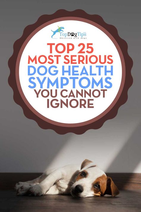 Sick Dog Symptoms, Sick Dog Remedies, Dog Illnesses, Sick Puppies, Dog Shaking, Stop Dog Barking, Dog Remedies, Dog Wellness, Dog Health Tips