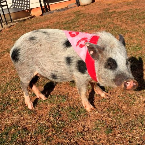 The Juliana is a small, colorfully spotted pig. It more closely resembles a small version Juliana Pigs, Potbelly Pigs, Pot Belly Pig, Feral Pig, Pig Breeds, Raising Pigs, Pet Pig, Miniature Pigs, Wild Pig