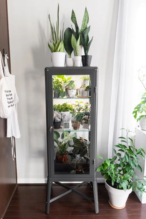 Glass Cabinet Greenhouse, Diy Glass Cabinet, Cabinet Greenhouse, Ikea Glass Cabinet, Ikea Fabrikor, Ikea Greenhouse Cabinet, Greenhouse Cabinet, Ikea Greenhouse, Ikea Plants