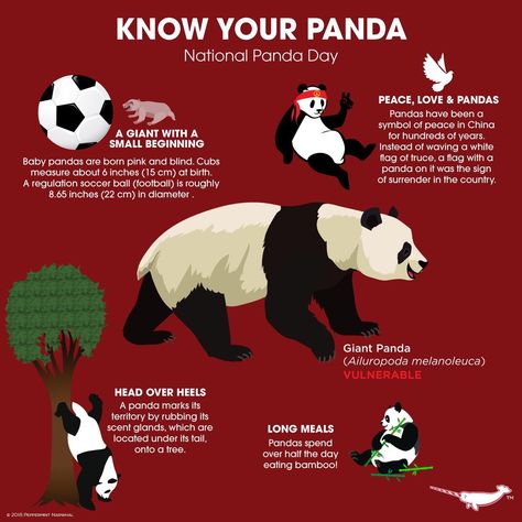 Know Your Panda Save Panda Poster, Pandas Disease, Red Panda Infographic, Animal Knowledge, Peppermint Narwhal, Dnd Animals, Panda Facts, Panda Day, Pig Breeds