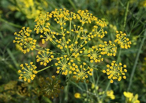 Fennel Flower | Fennel (Saunf) seeds are used in cooking, ba… | Flickr Fennel Flower, Breath Freshener, Wildflower Tattoo, Cut Flower Garden, Pollinator Garden, Fennel Seeds, Fennel, Dream Garden, Fruits And Veggies