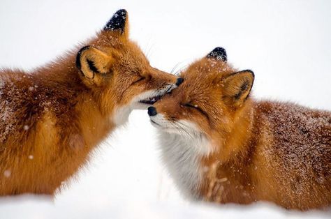 Winter Fox Photography Volpe Artica, Fuchs Baby, Fantastic Fox, Fabulous Fox, Arctic Tundra, Foxes Photography, Interesting Animals, Arctic Animals, Wildlife Photos