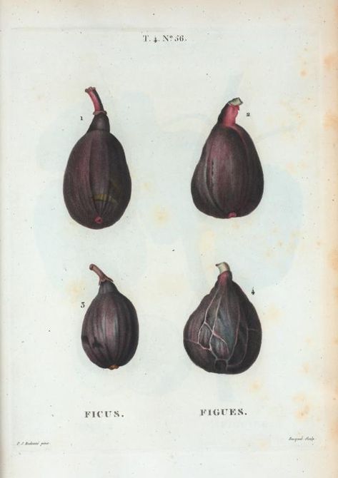 Ficus = Figues.Ficus carica, or 4 varities of the Common Fig, (1801-1819) Black Figs, Ficus Carica, Botanical Drawing, Decor Studio, Illustration Botanique, Antique Illustration, Scientific Illustration, Botanical Drawings, Nature Illustration