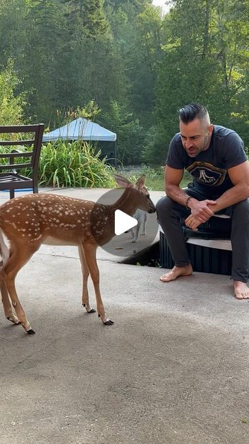 139K likes, 1,477 comments - jeffletendre on January 6, 2024: "Fairy remix Part 2! No news from her, only saw tracks the day I was out of town. So no real sight of a single deer in about 45 days! Seem...". Animal Videos Cutest, Funny Deer Pictures, Funny Cow Videos, Animal Videos Funny, Funny Animals Videos, Unlikely Animal Friends, Animals Doing Funny Things, Funny Deer