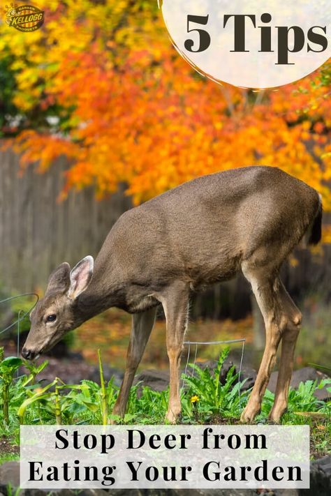 Deer Repellent, Deer Repellent Homemade, Natural Deer Repellent, Deer Deterent Plants, Keep Deer Out Of Garden Vegetables, Plants That Repel Deer, How To Keep Deer Out Of Garden, Plants That Deer Will Not Eat, How To Stop Deer From Eating Plants