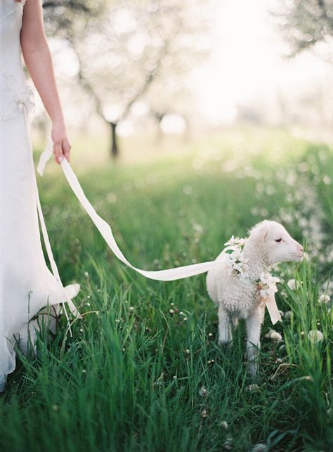 Lambs Aesthetic, Sheep Wedding, Baby Lamb Aesthetic, Pet Lamb, Lamb Pet, Easter Wedding Ideas, Easter Sheep, Lamb Animal Aesthetic, Eclectic Inspiration