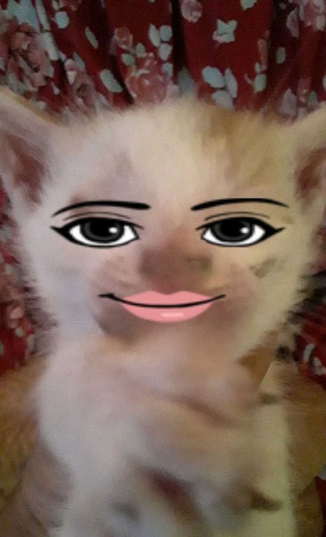 Cat With Roblox Face, Roblox Woman Face, Cat Reaction, I Miss My Cat, Funny Looking Cats, Cat Drawings, Deez Nuts, Reaction Memes, Silly Cats