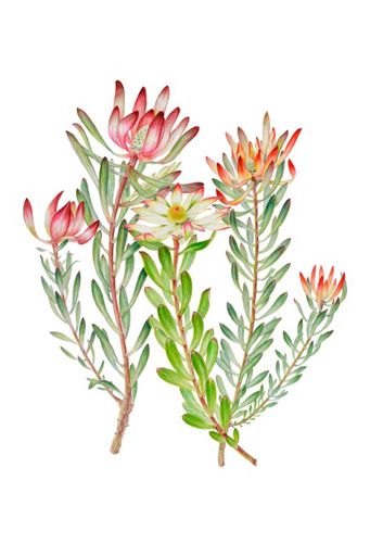 South African Flowers, Protea Art, Australian Flowers, Flowers Images, Australian Native Flowers, Native Flowers, Flower Art Drawing, Australian Flora, Australian Native