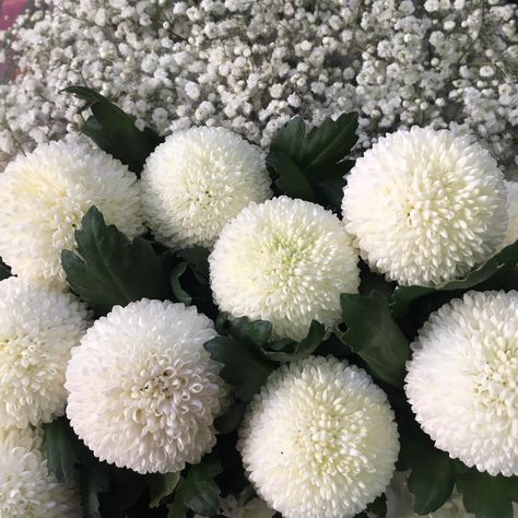 chrysanthem pompom Wedding 2025, Chrysanthemum Flower, Wedding Vibes, Clean Girl, Chrysanthemum, Fresh Flowers, Trees To Plant, Planting Flowers, Pom Pom