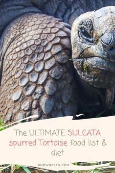 Sulcata Tortoise Food List, African Spurred Tortoise Habitat, Tortoise Food List, Sulcata Tortoise Care, Sulcata Tortoise Enclosure, Sulcata Tortoise Habitat Indoor, Sulcata Tortoise Habitat Outdoor, Sulcata Tortoise Diet, Outdoor Tortoise Enclosure