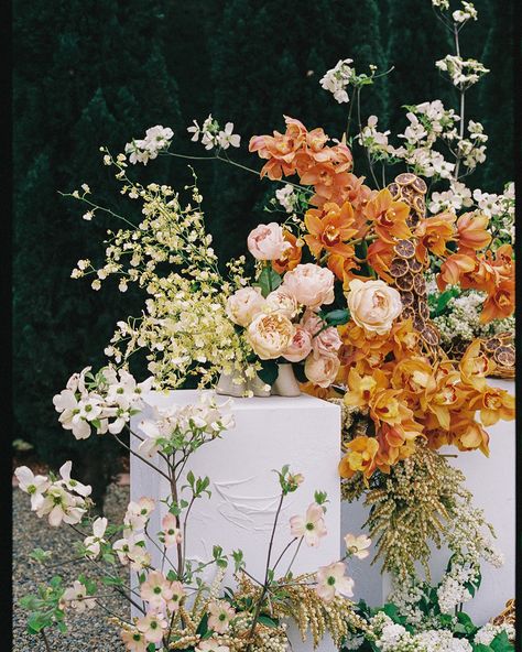 Creamy flowering dogwood, dried citrus and burnt orange cymbidium orchids ~ a statement brought to life with @rufflesandbells for Lindsey and Nigel’s beautiful ceremony 🍊so special having these details documented on film by @sirenaphotography_ • • • • • #nofloralfoam #foamfreeflowers #floralinstallation #ceremonyflowers #melbourneweddingflowers #melbourneweddingceremony #melbourneflorist #melbournewedding #australianflorist #weddingflowersmelbourne #melbournefloraldesigner #melbourneweddi... Dried Citrus, Flowering Dogwood, Orange Wedding Flowers, Burnt Orange Weddings, Floral Work, Cymbidium Orchids, Melbourne Wedding, Ceremony Flowers, Orange Wedding