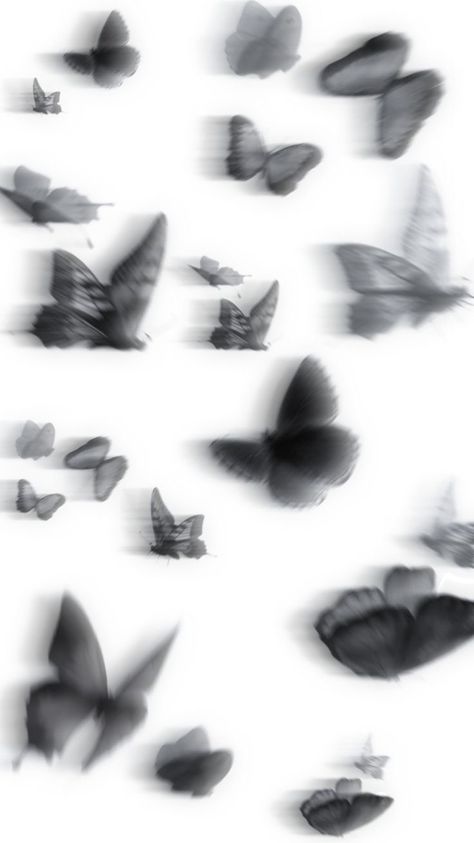 Butterfly Wallpaper, Butterflies, Black And White, White, Black