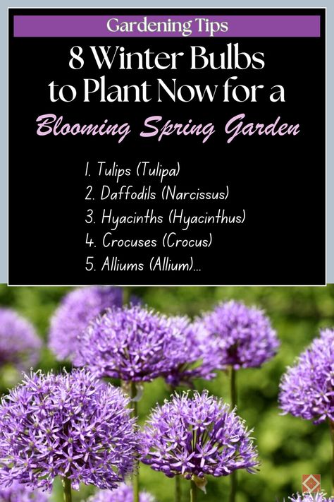 🌷 Get your garden ready for spring by planting these 8 winter bulbs! From daffodils to tulips, these bulbs will bloom into a vibrant, colorful garden once the warmer weather arrives. Learn how to plant these bulbs during the colder months and ensure a beautiful spring display that will take your garden to the next level! #Gardening #SpringGarden #WinterBulbs Spring Bulbs Garden Ideas, Spring Bulbs Garden, Easy Indoor Plants, Spring Display, Planting Tulips, Spring Flowering Bulbs, Thriving Garden, Indoor Plant Care, Garden Bulbs