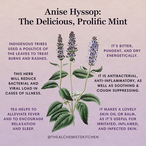 Anise Hyssop: The Delicious, Prolific Mint | The Alchemist's Kitchen Anise Hyssop Tea, Anise Hyssop Plants, Hyssop Benefits, Agastache Foeniculum, Anise Hyssop, Medicinal Herbs Garden, Magickal Herbs, Witch Herbs, Medical Herbs