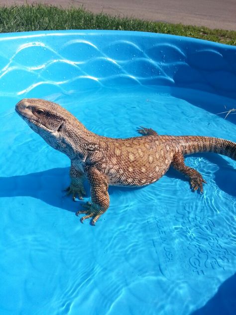 Marley the savannah monitor 💜 follow us on Instagram courtney.and.marley follow 😊 Monitor Lizard Pet, Savannah Monitor, Chameleon Lizard, Cute Lizard, Reptile Room, Monitor Lizard, Cute Reptiles, Dual Monitor, Reptiles Pet