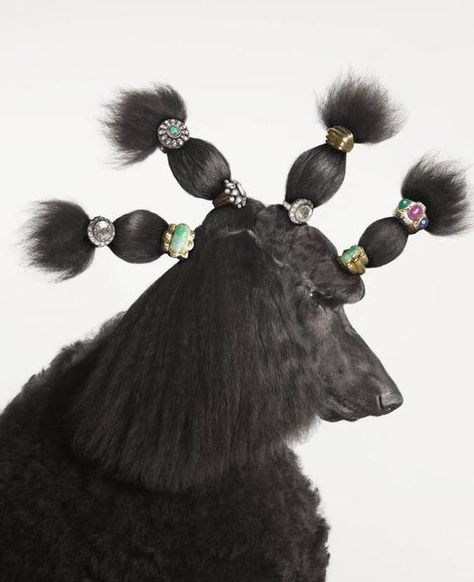 Jewelry Editorial, Lulu Frost, Work With Animals, Standard Poodle, Harper’s Bazaar, Jewelry Photography, Look At You, Still Life Photography, Photo Jewelry