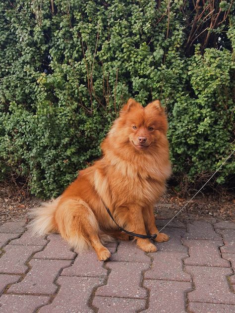 Teddy german spitz German Spitz Dog, Spitz Dog, Finnish Spitz, German Spitz, Spitz Dogs, Japanese Spitz, Small Dogs, Dog Breeds, Dogs