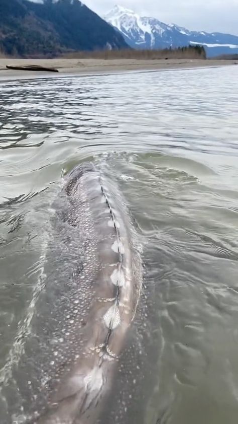 Scary Sea Creatures, Fishing In Canada, Scary Ocean, Sturgeon Fish, Giant Fish, Beautiful Sea Creatures, Water Life, Amazing Nature Photos, Beautiful Fish