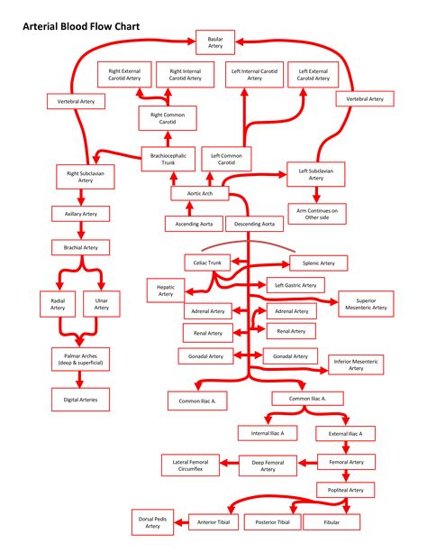 Flow Chart.pdf - How to create a Flow Chart? Download this Flow Chart template now! Coronary Circulation Flow Chart, Physiology Wallpaper, Arteries Anatomy, Nursing School Studying Cheat Sheets, Pt School, Flow Chart Template, Medicine Notes, Medical School Life, Basic Anatomy And Physiology