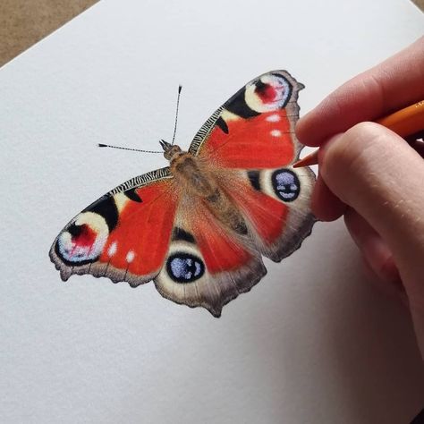 Carim Nahaboo on Instagram: “Aglais io - Peacock Butterfly in the works, ink & coloured pencil... #aglaisio #peacockbutterfly #drawing #illustration #nature…” Peacock Butterfly Drawing, Butterfly Art Drawing, Peacock Butterfly, Illustration Nature, Butterfly Drawing, Insect Art, Coloured Pencils, Color Pencil Art, Butterfly Art