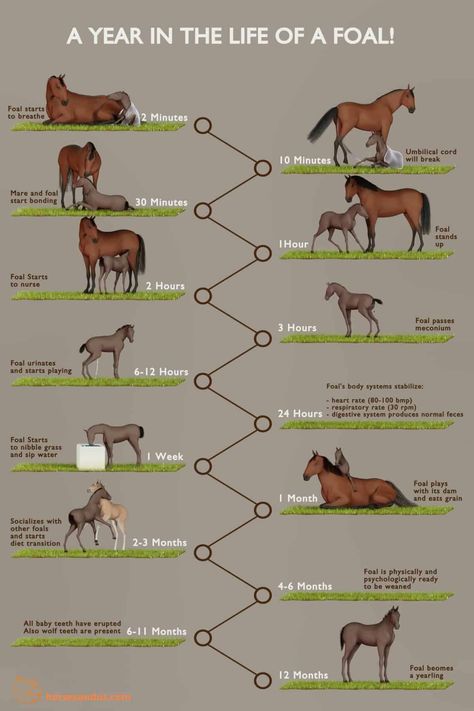 Horse Types Chart, Horse Care Chart, Horse Tack Knowledge, Horse Body Language, Types Of Horses Breeds, Call Baby, Equine Vet, Equine Veterinary, Horse Behavior