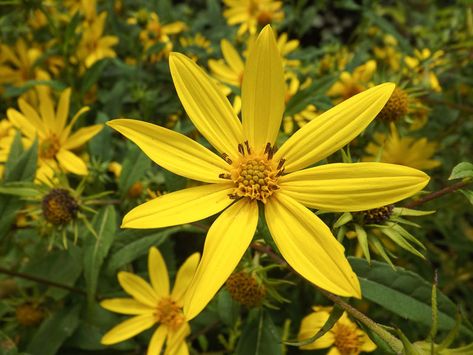 Helianthus divaricatus (Woodland Sunflower) is a showy rhizomatous perennial with sessile or short-stalked leaves, 6 in. long (15 cm), and a profusion of yellow flowers, 2 in. across (5 cm), each adorn with up to 8-15 yellow rays and a darker yellow center disk. Blooming from early summer to fall, they are borne atop tall, smooth stems and are attractive to bees, butterflies and other pollinators. Birds and small mammals love to eat the seeds directly from the seed heads. Perfect for adding summ Yellow Delphinium, Yellow Wild Flowers, Perennial Sunflower, Light Yellow Sunflower, Common Grass Yellow Butterfly, Small Yellow Flowers, Grow Gorgeous, Plant Pests, Perennial Border