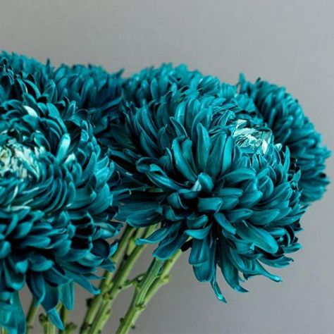 Jewel Toned Cremon from FiftyFlower Jewel Toned Bloom Collection. Teal Wedding Flowers, Blue Dendrobium Orchids, Football Mums, Blue Rose Tattoos, Flowers For Wedding, Mums Flowers, Dendrobium Orchids, Blue Wedding Flowers, Teal Flowers