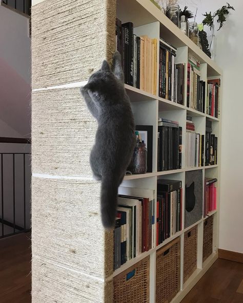 Ikea Kallax Hack for Cats | Meow Lifestyle Wall Basket Cat Bed, Ikea Besta Cat Hack, Diy Ikea Cat Hacks, Kallax Cat Bed, Apartment Cat Hacks, Vertical Cat Scratcher, Cat Tower From Book Shelf, Cat Tree That Looks Like Furniture, Cat Furniture Apartment