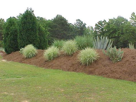 the height of this berm is my idea Building A Berm, Burm Landscaping, Septic Mound Landscaping, Outdoor Landscape Design, Shrubs For Privacy, Landscaping On A Hill, Landscaping With Boulders, What The Hell, Landscaping Tips