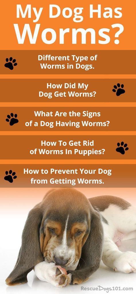 My Dog Has Worms? Different Type of Worms in Dogs - How Did My Dog Get Worms - What Are The Signs of a Dog Having Worms - How To Get Rid of Worms In Puppies - How to Prevent Your Dog from Getting Worms...  #worms #dogworms #petsafe #doggies #dogadoption # Heart Worms In Dogs, Dog Worms, Types Of Worms, Worms In Dogs, Dog Wellness, Dog Advice, Dog Itching, Dog Health Tips, Sick Dog